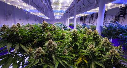 El CO2 y la Potencia Lumínica: Optimizando el Cultivo de Cannabis Indoor con Tecnología LED